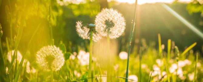 dónde se encuentra la felicidad